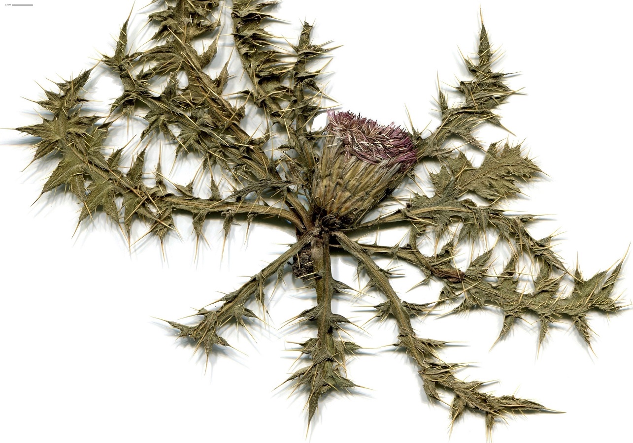 Cirsium acaulon (Asteraceae)